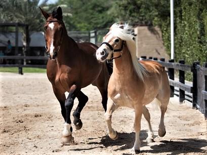 Hotel 5* Palm Tree Court & Spa Dubai Emiratele Arabe