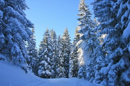 Casa Particulara 3* Alex Campulung Moldovenesc Romania