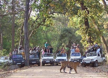 vacanta in Bandhavgarh