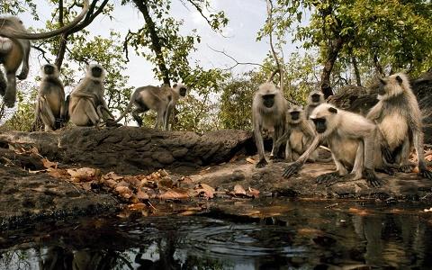 vacanta in Bandhavgarh