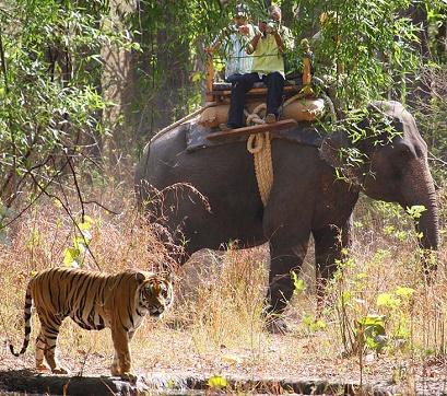 vacanta in Bandhavgarh